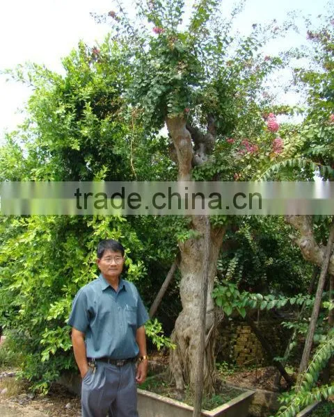 Lagerstroemia Indica L. photo-2