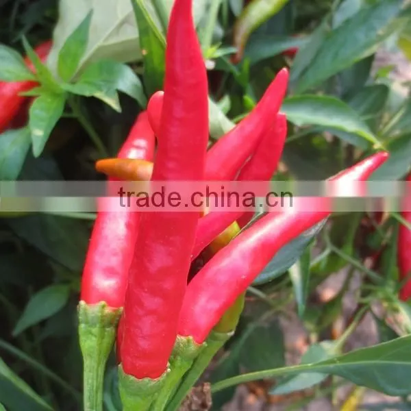 2016 New Crop Factory Exporter Fresh Red Chilli With Haccp, Halal Certificates photo-2