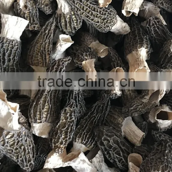 High Quality Morels/morilles/morchella Conica/cultivate Morels/morel Mushroom photo-2