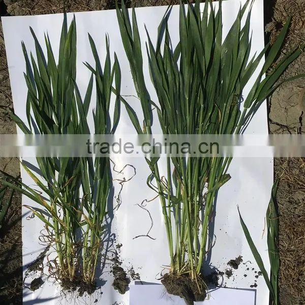 Multivariate Fertilizer Manure photo-6