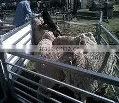 6 Bar /5bar Galvanized Farm Feedlot Panel for Sale photo-6