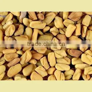 Fenugreek photo-2