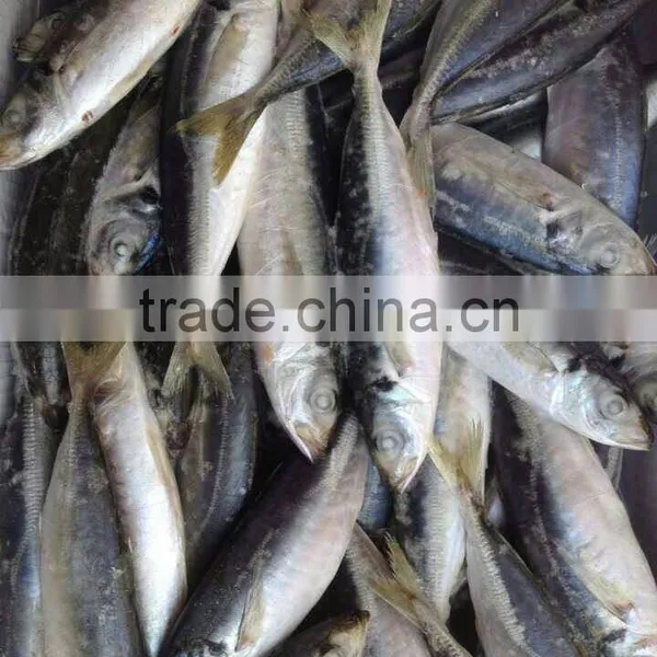 SANFENG SEAFOOD IM & EX TRADING CO., LTD is Located in Beautiful Sanya. Sanfeng is Based on Its Unique Geographical Advantages, photo-3