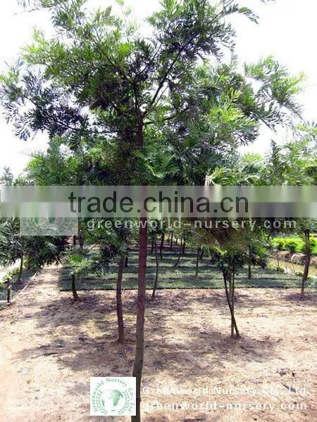 Grevillea Robusta D6cm Trees