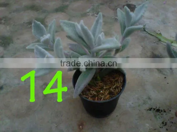 Succulent Plant Kalanchoe Eriophylla Snow photo-4