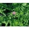 Milk Thistle Seed Extract 80%