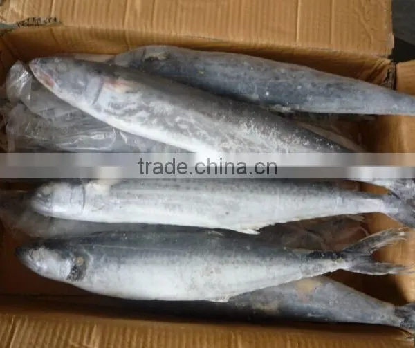 2015 Frozen Spanish Mackerel Whole Round photo-3