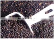 Canola Oil Seeds