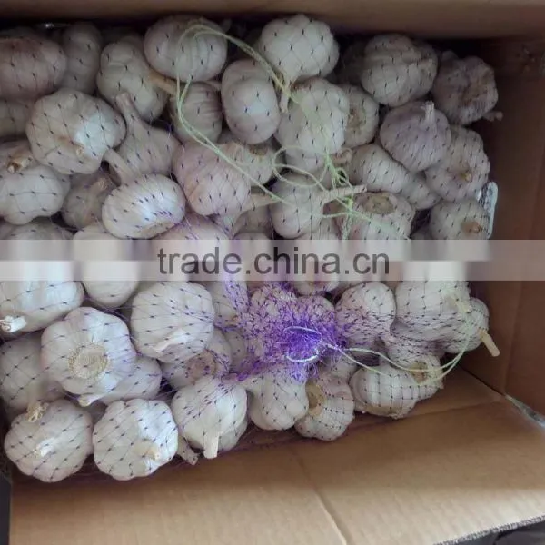 2016 Garlic 4.5cm-6.5cm Garlic Price Garlic Supplier