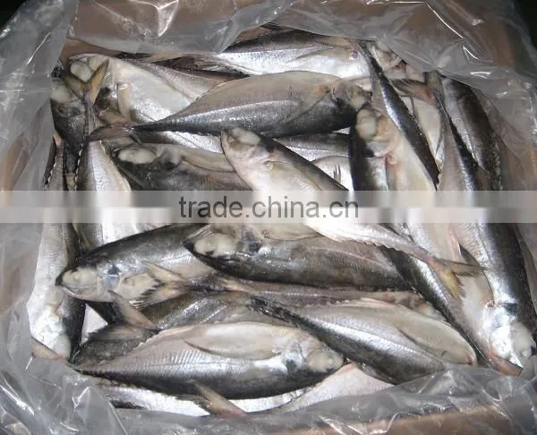 HORSE MACKEREL