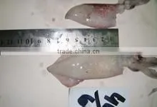 Fresh Frozen Squid in Cm