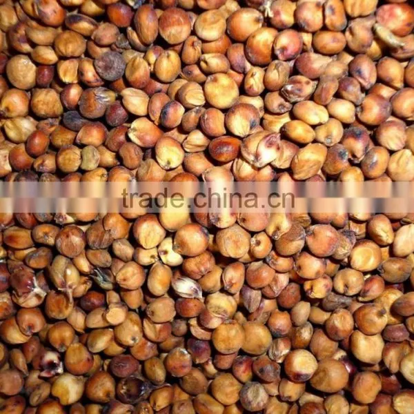 Red Sorghum With Best Price photo-3
