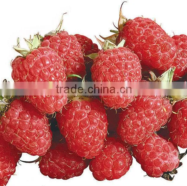 Iqf Raspberry (Grade A 2.5kg*4) frozen raspberry black raspberries juice