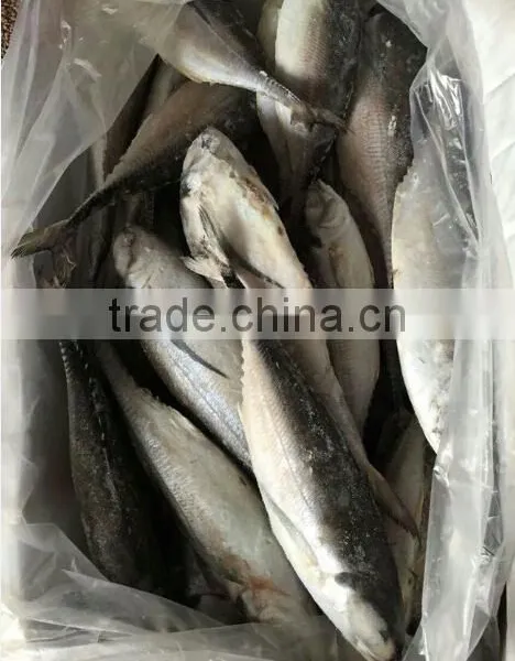 Whole Fish Frozen Jack Mackerel photo-2