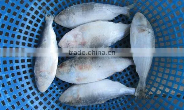 FROZEN SARDINE FISH/ SHAD FISH/ SIZE 4/6 photo-5