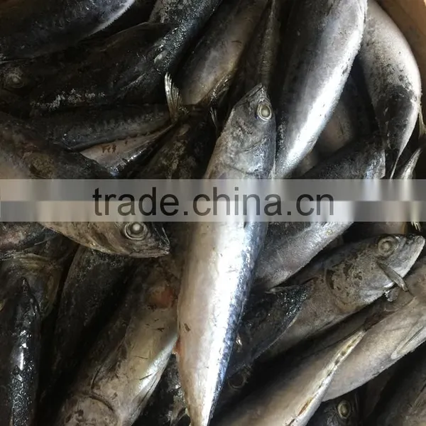 Sea Frozen Fresh Good Price Bonito Skipjack Tuna photo-3