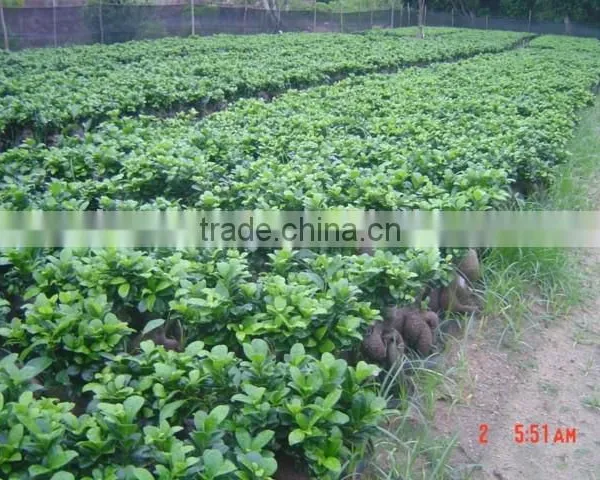 Ginseng Ficus Indoor Bonsai Wholesale photo-3