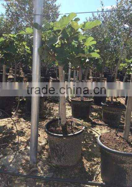 Ficus Carica photo-3