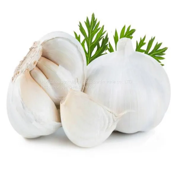 In 2021 China Shandong Fresh Garlic 5 cm photo-2