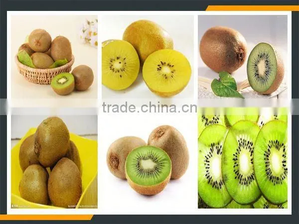 Leader Stainless Steel Kiwi Slicer With CE&ISO photo-3