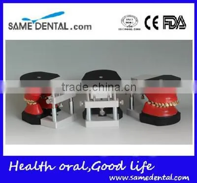 Dental Orthodontic Operational Training Model DEA-32 photo-4