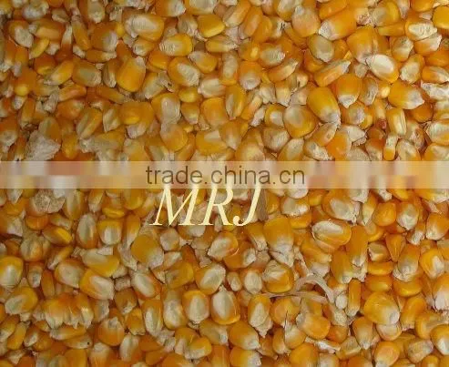 Indian Yellow Maize photo-2