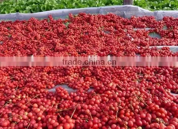 Schisandrins Extract 2%,3% From Schisandra Chinensis Extract photo-3