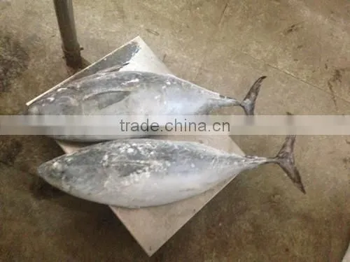 Skipjack Tuna photo-5
