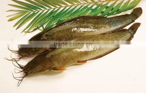 Catfish
