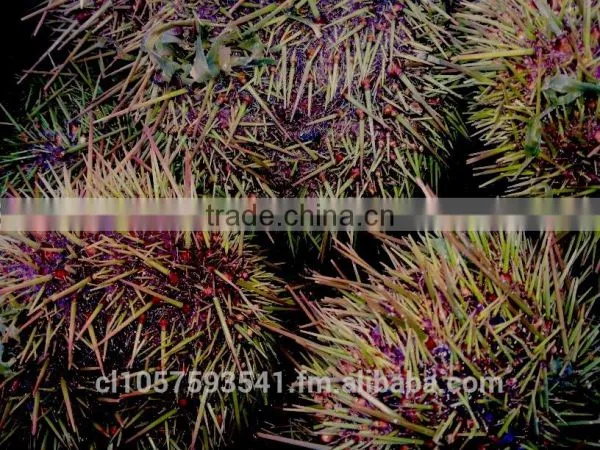 UNI Sea Urchin photo-2