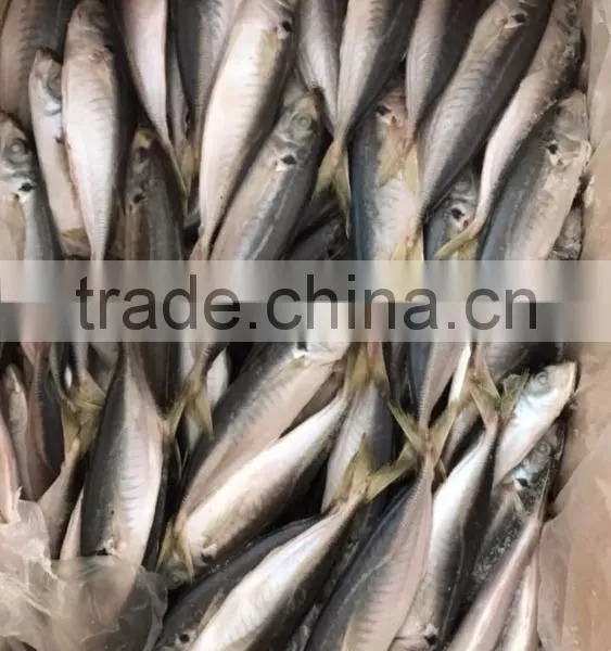 BQF Frozen Horse Mackerel/round Scad photo-6