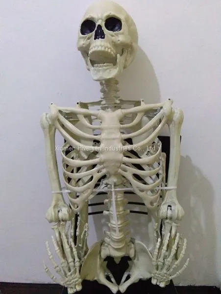 Halloween Skeleton 100% Plastic 5 FT Adult Lift Size Hanging Human Skeleton for Halloween Decoration