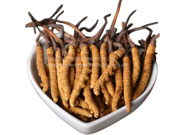 Cordyceps Sinensis Extract Oral Liquid