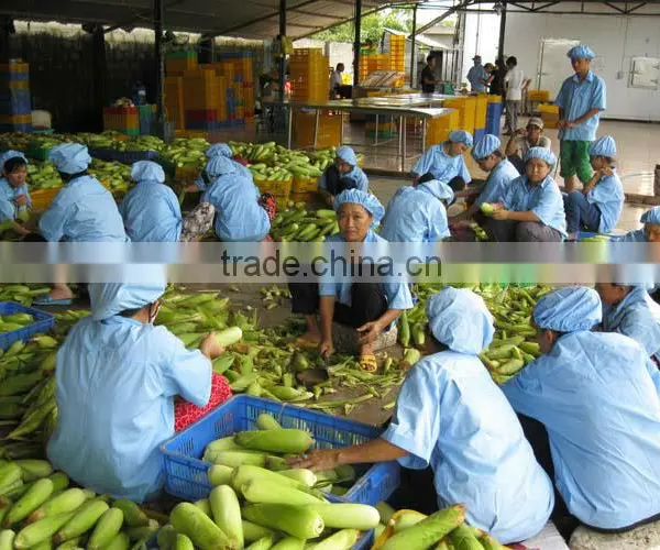 USA Fresh Yellow Sweet Corn Vietnam With Best Price photo-3