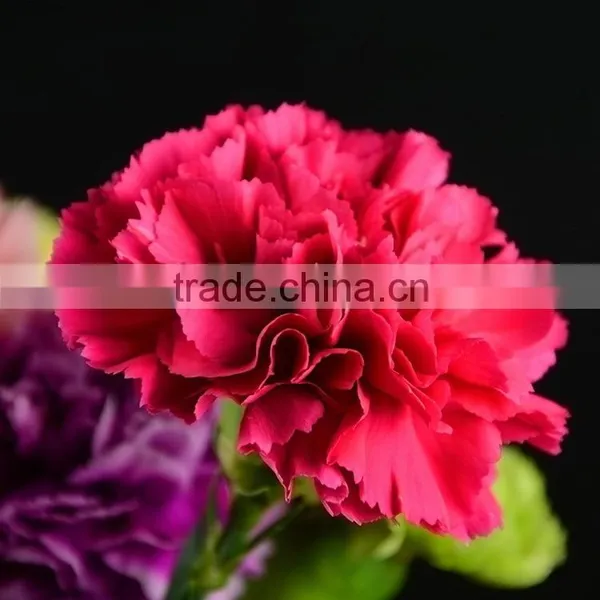 Love Theme Bett Exquisite Supply Carnation Flower photo-2