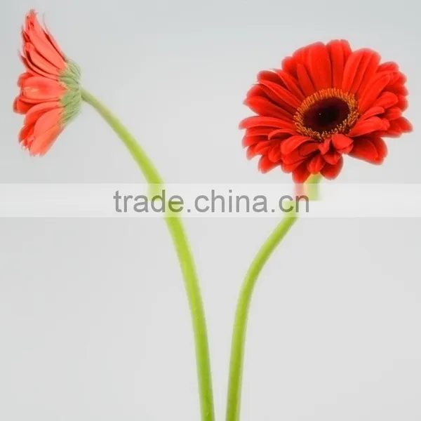 Bottom Price Savanna Dubai Fresh Flower Red Color Gerbera photo-4