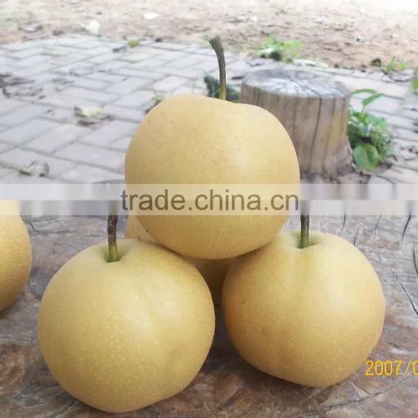 2016 Good Quality of the ya Pear photo-2