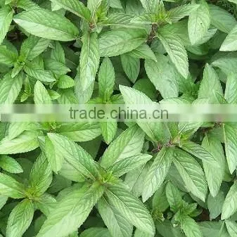 OEM100 Pure Fragrance Aroma Source Peppermint Oil,peppermint Essential Oil