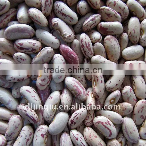Light Speckled Kidney Bean