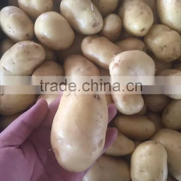 Good Quality Potato photo-3