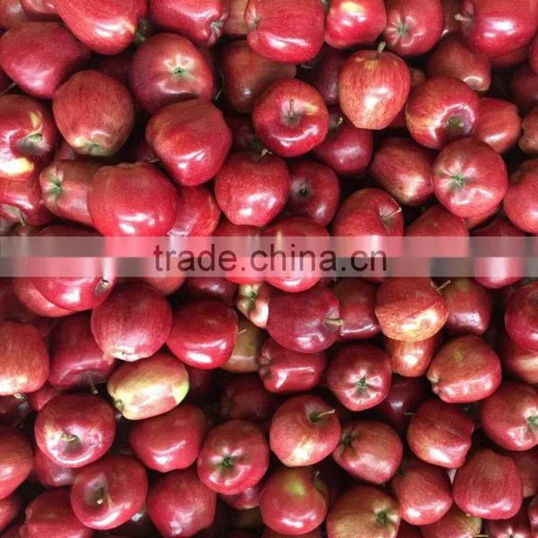 Fresh Huaniu Apple From Gansu Province Fresh Huaniu Apple photo-5