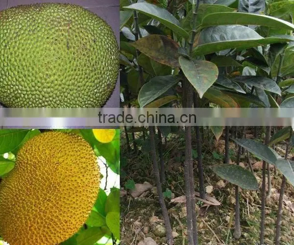 Jackfruit Trees photo-2