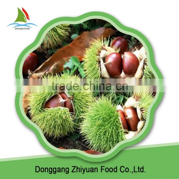 China Wholesale Bulk New Season Frozen Chestnuts on Sale photo-5