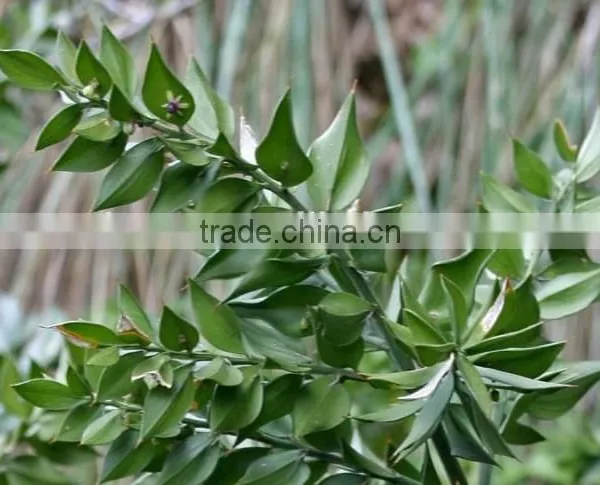 Butcher's Broom Root Extract Ruscus Aculeatus Root Extract photo-4