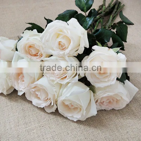Supply Fresh Cut Flower Rose From Flower Base in Kingming photo-5