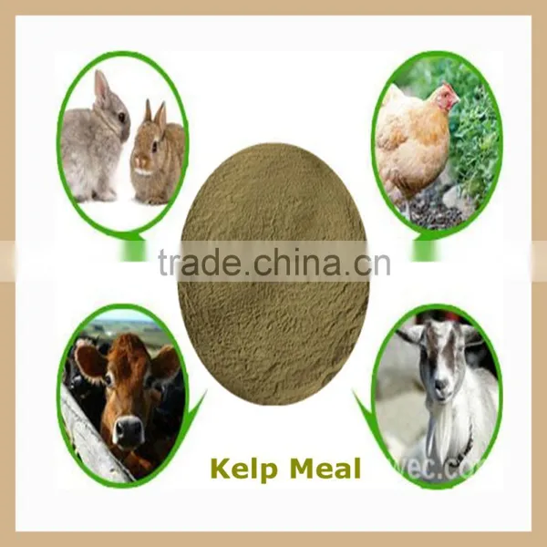 High Quality Dried Seaweed Powde Kelp Meal