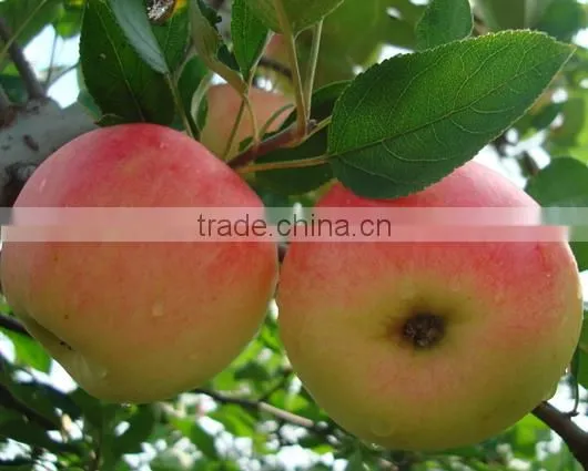 Agro-link Calcium Ammonium Nitrate Fertilizer photo-6