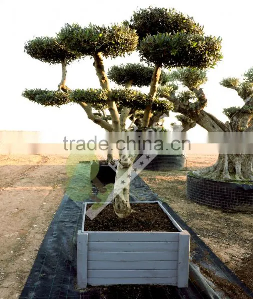 Olea Europaea "Pompon" Young Skin Trunk Large