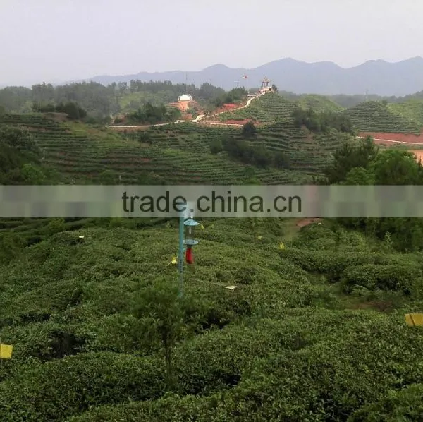 SGS Test EU Market Black Leaf Tea Pekoe Grade 3 Congou Black Tea photo-4