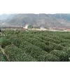 Yunquanchun Tea